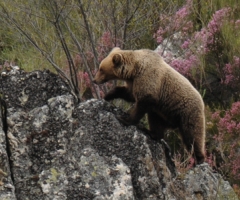 «Los indicios de la presencia del oso en los Picos de Europa son mayores cada año»